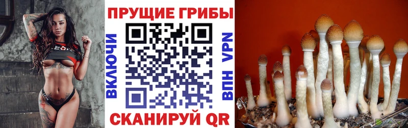 Псилоцибиновые грибы Cubensis цены наркотик Оха